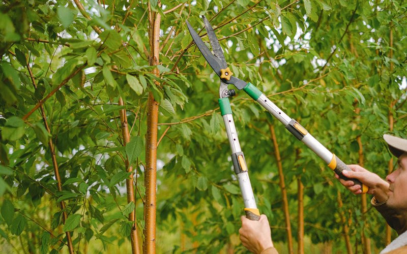 Tree trimming in Duncan, NE